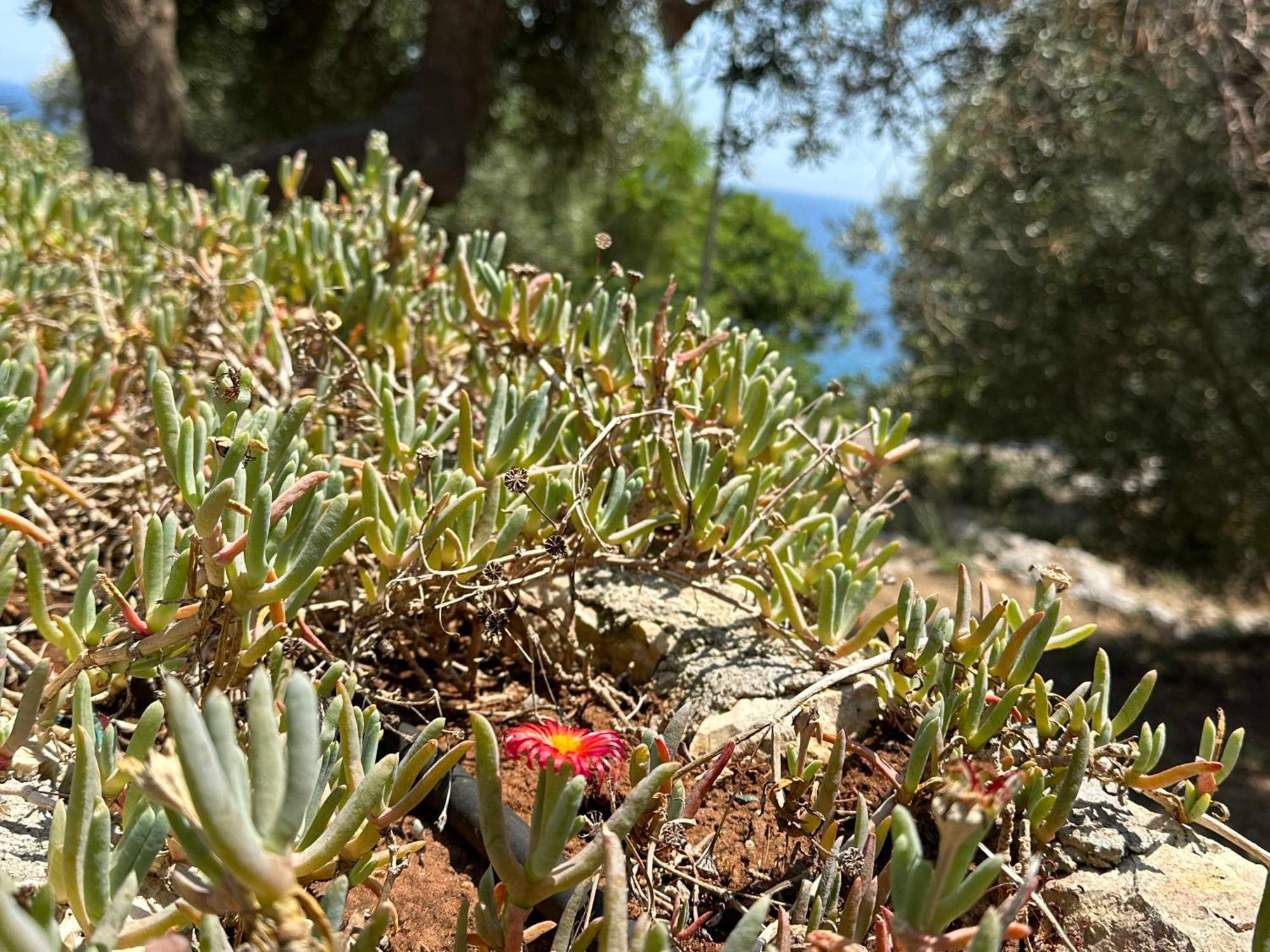 Villetta Dagre Fronte Mare Marittima Ngoại thất bức ảnh